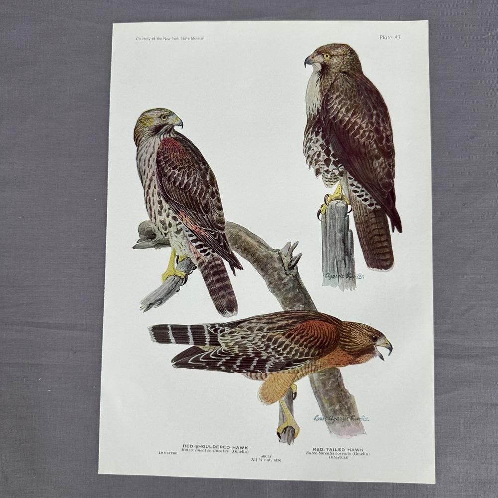 1936 Louis A Fuertes Red Tailed Red Shouldered Hawks Bird Print Plate Wall Art